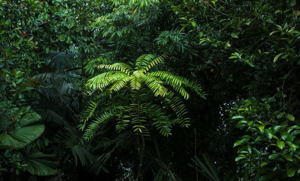 Les 10 Bienfaits du Tongkat Ali : La Plante Miracle de la Vitalité